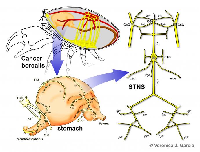 stomatogastric nervous system (STNS)