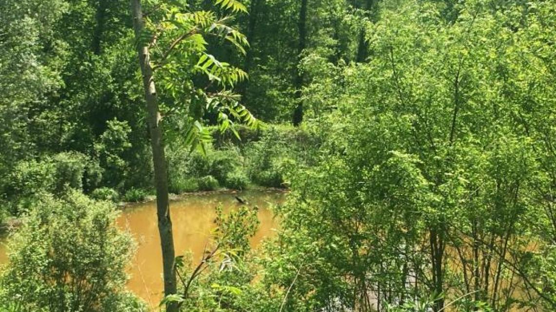 landfill-leachate impacted wetlands