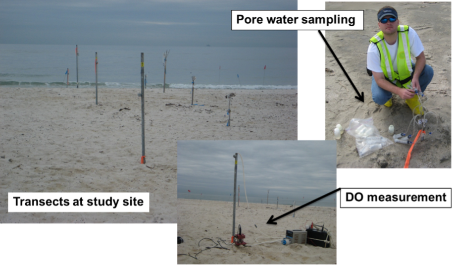 Transect layout and pore water sampling at impacted shoreline locations to assess biodegradation potential.