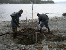 Gravel beaches trapping oil from the 1989 Exxon Valdez spill (July 2012).