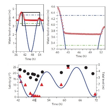 Observed water table dynamics and salinity profiles at study locations, illustrating subsurface conditions influencing oil persistence.