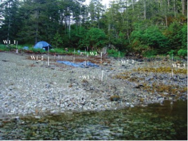 Beach El056C showing sampling well transects used to measure nutrient and oxygen concentrations.