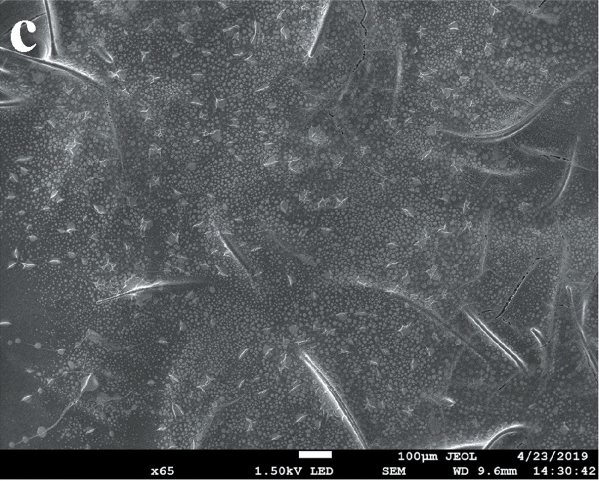 SEM_Electroactive NaMnIO6 Cathode with Decent Cracks are filled by Gel Electrolyte in Flexible Battery